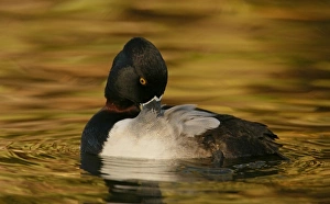 USA, California, Santee Lakes Regional Park. Ring-necked duck preening in golden-colored USA, California, Santee Lakes Regional Park. Ring-necked duck preening in golden-colored