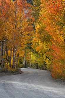 USA, California, Sierra Mountains. Dirt road through aspen trees in autumn. Credit as USA, California, Sierra Mountains. Dirt road through aspen trees in autumn. Credit as