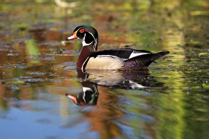 USA, California. Swimming wood duck. Credit as: Christopher Talbot Frank / Jaynes USA, California. Swimming wood duck. Credit as: Christopher Talbot Frank / Jaynes