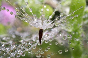 USA, California. Water droplets on dandelion and spider web USA, California. Water droplets on dandelion and spider web