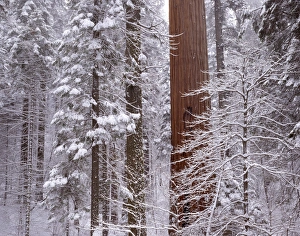 USA, California, Winter, Giant Forest, Sequoia and Kings Canyon National Park USA, California, Winter, Giant Forest, Sequoia and Kings Canyon National Park