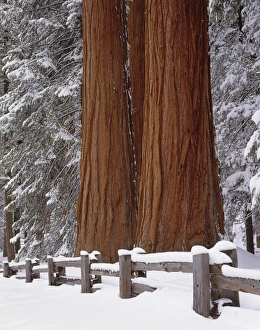 USA, California, Winter, Three Sequoia Trees and Fence, Sequoia and Kings Canyon USA, California, Winter, Three Sequoia Trees and Fence, Sequoia and Kings Canyon