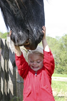 USA, California. Young girl tries to hold the mouth of a draft horse at Wilder Ranch USA, California. Young girl tries to hold the mouth of a draft horse at Wilder Ranch