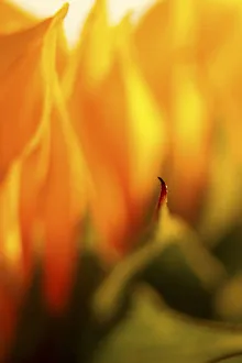 USA, Carmel, Indiana. Macro abstract of a sunflower USA, Carmel, Indiana. Macro abstract of a sunflower