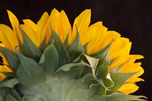 USA, Carmel, Indiana. The back of a sunflower has twists and curves USA, Carmel, Indiana. The back of a sunflower has twists and curves