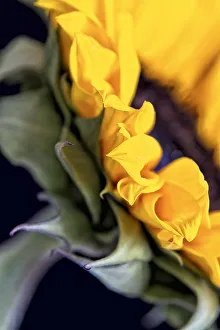 USA, Carmel, Indiana. Side view abstract of a sunflower USA, Carmel, Indiana. Side view abstract of a sunflower