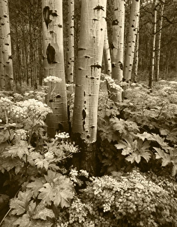 USA, Colorado, Aspen trees (populus tremuloides) and Cow Parsnip (Heracleum lanatum) USA, Colorado, Aspen trees (populus tremuloides) and Cow Parsnip (Heracleum lanatum)