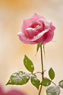 USA, Colorado, Lafayette. Snow flakes on pink rose USA, Colorado, Lafayette. Snow flakes on pink rose