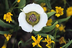 USA, Colorado, Mariposa tulip in wildflowers in the mountains USA, Colorado, Mariposa tulip in wildflowers in the mountains