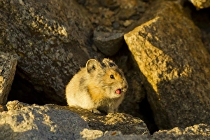 USA, Colorado, Mount Evans. Pika sticking its tongue out USA, Colorado, Mount Evans. Pika sticking its tongue out