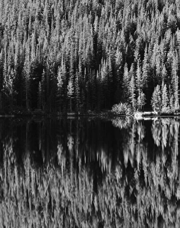 USA, Colorado, Rocky Mountains National Park, Lodgepole Pines along Bear Lake USA, Colorado, Rocky Mountains National Park, Lodgepole Pines along Bear Lake