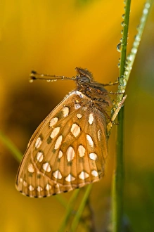 USA, Colorado. Skipper butterfly on dewy grasses USA, Colorado. Skipper butterfly on dewy grasses