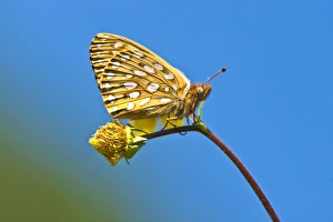 USA, Colorado. Skipper butterfly on flower stem USA, Colorado. Skipper butterfly on flower stem