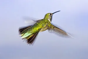 USA, Colorado, Summit County, Heeney. Back view close-up of female rufous hummingbird in USA, Colorado, Summit County, Heeney. Back view close-up of female rufous hummingbird in