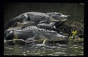 USA, Florida. Three alligators rest on island in wetlands USA, Florida. Three alligators rest on island in wetlands