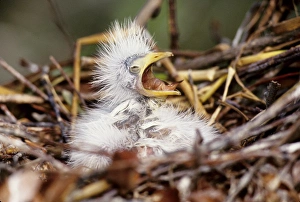 USA, Florida. Baby cattle egret in nest crying for food USA, Florida. Baby cattle egret in nest crying for food