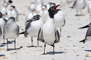 USA - Florida - breeding adult Laughing Gull on beach USA - Florida - breeding adult Laughing Gull on beach