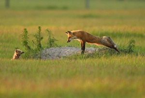 USA, Florida, Bushnell, Rural farmlands, Red fox yawning at den, Vulpes vulpes USA, Florida, Bushnell, Rural farmlands, Red fox yawning at den, Vulpes vulpes