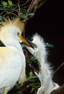 USA, Florida. Cattle egret feeds one of its two chicks USA, Florida. Cattle egret feeds one of its two chicks