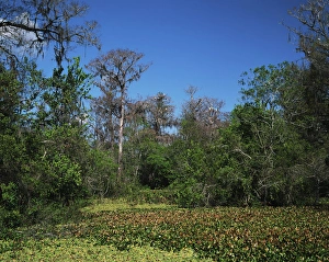USA, Florida, Corckscrew Swamp Sanctuary, Cypress swamp with nesting wood with storks USA, Florida, Corckscrew Swamp Sanctuary, Cypress swamp with nesting wood with storks