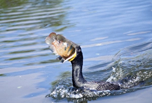 USA, Florida. Cormorant swallowing freshly caught fish USA, Florida. Cormorant swallowing freshly caught fish