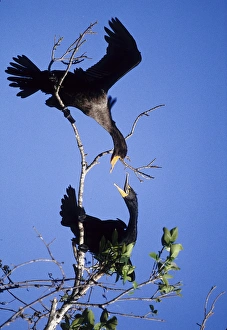 USA, Florida. Two double-crested cormorants interact in tree USA, Florida. Two double-crested cormorants interact in tree