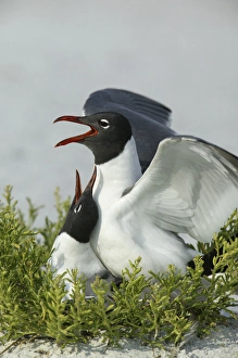 USA, Florida, Egmont Key State Park. Laughing gulls mating USA, Florida, Egmont Key State Park. Laughing gulls mating