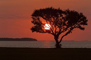 USA, Florida, Everglades National Park, Flamingo Campground. Tree silhouetted at sunrise USA, Florida, Everglades National Park, Flamingo Campground. Tree silhouetted at sunrise