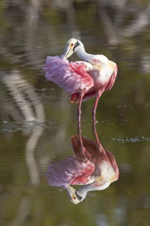 USA, Florida, Everglades National Park. Roseate spoonbill reflected in water while preening USA, Florida, Everglades National Park. Roseate spoonbill reflected in water while preening
