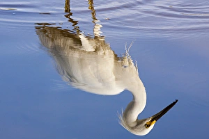 USA, Florida, Everglades National Park. Reflection of snowy egret on Eco Pond. Credit as USA, Florida, Everglades National Park. Reflection of snowy egret on Eco Pond. Credit as