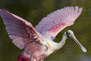 USA, Florida, Everglades National Park. Roseate spoonbill with wings spread. Credit as USA, Florida, Everglades National Park. Roseate spoonbill with wings spread. Credit as