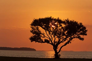 USA, Florida, Everglades National Park, Flamingo Campground. Tree silhouetted at sunrise USA, Florida, Everglades National Park, Flamingo Campground. Tree silhouetted at sunrise