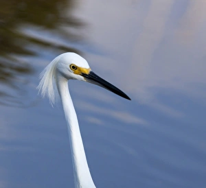 USA, Florida, Everglades National Park. A snowy egret in profile USA, Florida, Everglades National Park. A snowy egret in profile