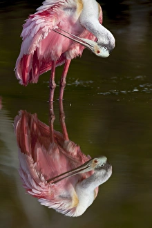 USA, Florida, Everglades National Park. Roseate spoonbill reflected in water while preening USA, Florida, Everglades National Park. Roseate spoonbill reflected in water while preening
