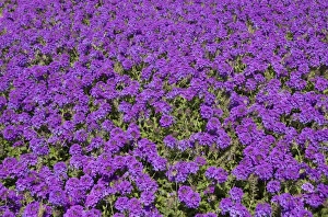 USA, Florida, Flagler, Palm Coast, purple flowers at Ginn Hammock Beach Resort USA, Florida, Flagler, Palm Coast, purple flowers at Ginn Hammock Beach Resort