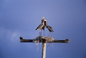 USA, Florida. Three great blue herons on nest atop wooden structure USA, Florida. Three great blue herons on nest atop wooden structure
