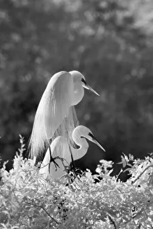 USA, Florida, Great Egret (Ardea alba) infrared image USA, Florida, Great Egret (Ardea alba) infrared image
