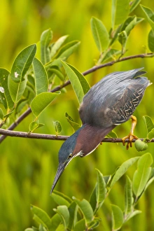 USA, Florida. Green heron hunting from a branch USA, Florida. Green heron hunting from a branch