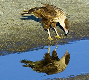 USA, Florida. Immature crested caracara looks in water USA, Florida. Immature crested caracara looks in water