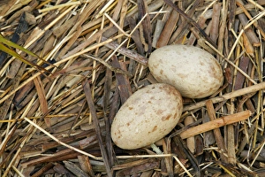USA, Florida, Indian Lake Estates. Sandhill crane eggs in nest USA, Florida, Indian Lake Estates. Sandhill crane eggs in nest