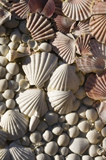USA, Florida, Miami Beach: Lincoln Road, Seashell Detail USA, Florida, Miami Beach: Lincoln Road, Seashell Detail