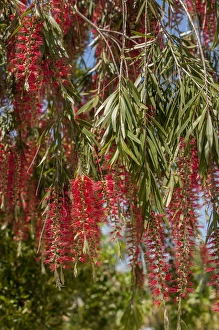 USA, Florida, New Smyrna Beach, bottlebrush tree USA, Florida, New Smyrna Beach, bottlebrush tree