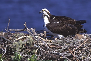 USA, Florida. Osprey and chicks in nest at Blue Cypress Lake USA, Florida. Osprey and chicks in nest at Blue Cypress Lake