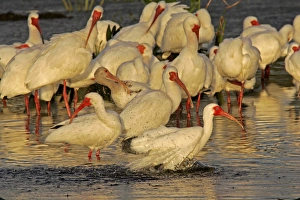 USA, Florida, Palm Beach County. White ibis flock preening and bathing in breeding colors USA, Florida, Palm Beach County. White ibis flock preening and bathing in breeding colors
