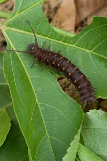 USA, Florida, Pipevine swallowtail caterpillar, Battus philenor USA, Florida, Pipevine swallowtail caterpillar, Battus philenor
