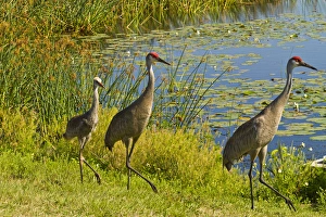 USA, Florida. Sandhill crane parents and young USA, Florida. Sandhill crane parents and young
