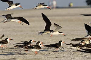 USA, Florida, Sarasota, South Lido Beach, Black skimmers on the beach, Rynchops niger USA, Florida, Sarasota, South Lido Beach, Black skimmers on the beach, Rynchops niger