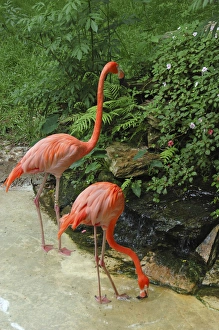 USA, Florida, Silver Springs Nature Theme Park, pink flamingoes USA, Florida, Silver Springs Nature Theme Park, pink flamingoes
