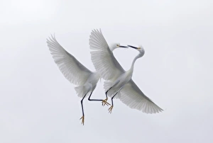 USA, Florida, Two snowy egrets with outstretched wings interacting in midair USA, Florida, Two snowy egrets with outstretched wings interacting in midair