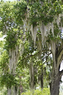 USA, Florida. Spanish moss on tree in Central Park downtown Winter Park, Florida USA, Florida. Spanish moss on tree in Central Park downtown Winter Park, Florida